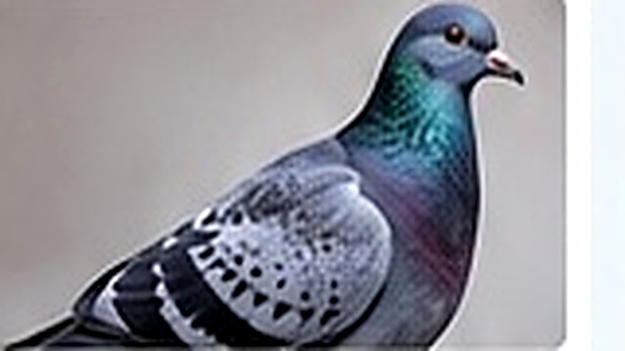 Bird Control pest control in North London